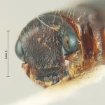 female | Image Author: TH Atkinson | Florida State Collection of Arthropods, Gainesville, Florida | Parque Nal. La Muralla | Collection: University of Texas Insect Collection