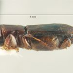 female | Image Author: TH Atkinson | Florida State Collection of Arthropods, Gainesville, Florida | Parque Nal. La Muralla | Collection: University of Texas Insect Collection