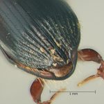 male | Image Author: TH Atkinson | Florida State Collection of Arthropods, Gainesville, Florida | Parque Nal. La Muralla | Collection: University of Texas Insect Collection