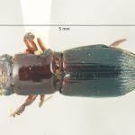 male | Image Author: TH Atkinson | Florida State Collection of Arthropods, Gainesville, Florida | Parque Nal. La Muralla | Collection: University of Texas Insect Collection