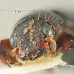 male | Image Author: TH Atkinson | Florida State Collection of Arthropods, Gainesville, Florida | Parque Nal. La Muralla | Collection: University of Texas Insect Collection
