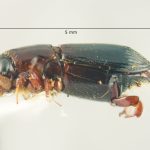 male | Image Author: TH Atkinson | Florida State Collection of Arthropods, Gainesville, Florida | Parque Nal. La Muralla | Collection: University of Texas Insect Collection