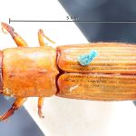 female | Image Author: TH Atkinson | Florida State Collection of Arthropods, Gainesville, Florida | holotype Platypus fuscifrons Chapuis | holotype | Tefé | Collection: British Museum (Natural History)