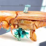 female | Image Author: TH Atkinson | Florida State Collection of Arthropods, Gainesville, Florida | holotype Platypus fuscifrons Chapuis | holotype | Tefé | Collection: British Museum (Natural History)