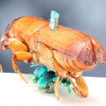 female | Image Author: TH Atkinson | Florida State Collection of Arthropods, Gainesville, Florida | holotype Platypus fuscifrons Chapuis | holotype | Tefé | Collection: British Museum (Natural History)