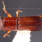male | Image Author: TH Atkinson | Florida State Collection of Arthropods, Gainesville, Florida | La Virgen 16 km SSE | Collection: L.R. Kirkendall Collection