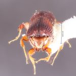 male | Image Author: TH Atkinson | Florida State Collection of Arthropods, Gainesville, Florida | La Virgen 16 km SSE | Collection: L.R. Kirkendall Collection