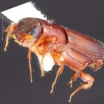 male | Image Author: TH Atkinson | Florida State Collection of Arthropods, Gainesville, Florida | La Virgen 16 km SSE | Collection: L.R. Kirkendall Collection