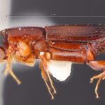 male | Image Author: TH Atkinson | Florida State Collection of Arthropods, Gainesville, Florida | La Virgen 16 km SSE | Collection: L.R. Kirkendall Collection
