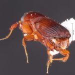 male | Image Author: TH Atkinson | Florida State Collection of Arthropods, Gainesville, Florida | La Virgen 16 km SSE | Collection: L.R. Kirkendall Collection