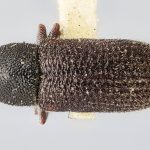 Image Author: J Buffam |  Canadian National Collection of Insects, Arachnids and Nematodes, Agriculture and Agri-Food Canada, | holotype Hylurgops lecontei Swaine. CNCType9242# | holotype | Colorado (state) | Collection: Canadian National Collection of Insects, Arachnids and Nematodes