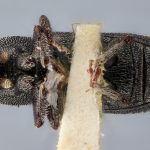 Image Author: J Buffam |  Canadian National Collection of Insects, Arachnids and Nematodes, Agriculture and Agri-Food Canada, | holotype Hylurgops lecontei Swaine. CNCType9242# | holotype | Colorado (state) | Collection: Canadian National Collection of Insects, Arachnids and Nematodes
