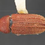 Image Author: TH Atkinson | Florida State Collection of Arthropods, Gainesville, Florida | Kings Beach, Griff Creek | Collection: University of Texas Insect Collection