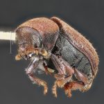 Image Author: TH Atkinson | Florida State Collection of Arthropods, Gainesville, Florida | Kings Beach, Griff Creek | Collection: University of Texas Insect Collection