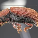 Image Author: TH Atkinson | Florida State Collection of Arthropods, Gainesville, Florida | Kings Beach, Griff Creek | Collection: University of Texas Insect Collection