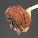 Image Author: TH Atkinson | Florida State Collection of Arthropods, Gainesville, Florida | Kings Beach, Griff Creek | Collection: University of Texas Insect Collection