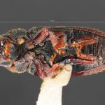 Image Author: TH Atkinson | Florida State Collection of Arthropods, Gainesville, Florida | Kings Beach, Griff Creek | Collection: University of Texas Insect Collection