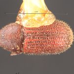 Image Author: TH Atkinson | Florida State Collection of Arthropods, Gainesville, Florida | Forest Grove, 6 mi E | Collection: Texas A&M University Insect Collection