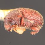 Image Author: TH Atkinson | Florida State Collection of Arthropods, Gainesville, Florida | Forest Grove, 6 mi E | Collection: Texas A&M University Insect Collection