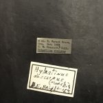 Image Author: TH Atkinson | Florida State Collection of Arthropods, Gainesville, Florida | Forest Grove, 6 mi E | Collection: Texas A&M University Insect Collection