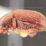 Image Author: TH Atkinson | Florida State Collection of Arthropods, Gainesville, Florida | Forest Grove, 6 mi E | Collection: Texas A&M University Insect Collection