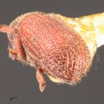 Image Author: TH Atkinson | Florida State Collection of Arthropods, Gainesville, Florida | Forest Grove, 6 mi E | Collection: Texas A&M University Insect Collection