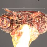 Image Author: TH Atkinson | Florida State Collection of Arthropods, Gainesville, Florida | Forest Grove, 6 mi E | Collection: Texas A&M University Insect Collection