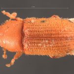 female | Image Author: TH Atkinson | Florida State Collection of Arthropods, Gainesville, Florida | syntype Hylastes contractus  Chapuis (one of two) | syntype | São Paulo (estado) | Collection: Institut Royal des Sciences Naturelles