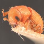 female | Image Author: TH Atkinson | Florida State Collection of Arthropods, Gainesville, Florida | syntype Hylastes contractus  Chapuis (one of two) | syntype | São Paulo (estado) | Collection: Institut Royal des Sciences Naturelles