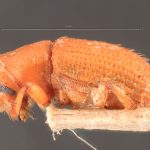 female | Image Author: TH Atkinson | Florida State Collection of Arthropods, Gainesville, Florida | syntype Hylastes contractus  Chapuis (one of two) | syntype | São Paulo (estado) | Collection: Institut Royal des Sciences Naturelles