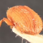 female | Image Author: TH Atkinson | Florida State Collection of Arthropods, Gainesville, Florida | syntype Hylastes contractus  Chapuis (one of two) | syntype | São Paulo (estado) | Collection: Institut Royal des Sciences Naturelles