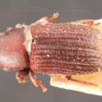female | Image Author: TH Atkinson | Florida State Collection of Arthropods, Gainesville, Florida | syntype Hylastes contractus  Chapuis (one of two) | syntype | São Paulo (estado) | Collection: Institut Royal des Sciences Naturelles