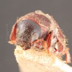 female | Image Author: TH Atkinson | Florida State Collection of Arthropods, Gainesville, Florida | syntype Hylastes contractus  Chapuis (one of two) | syntype | São Paulo (estado) | Collection: Institut Royal des Sciences Naturelles