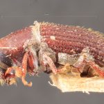 female | Image Author: TH Atkinson | Florida State Collection of Arthropods, Gainesville, Florida | syntype Hylastes contractus  Chapuis (one of two) | syntype | São Paulo (estado) | Collection: Institut Royal des Sciences Naturelles