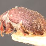 female | Image Author: TH Atkinson | Florida State Collection of Arthropods, Gainesville, Florida | syntype Hylastes contractus  Chapuis (one of two) | syntype | São Paulo (estado) | Collection: Institut Royal des Sciences Naturelles