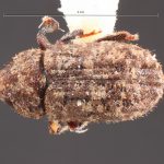 female | Image Author: TH Atkinson | Florida State Collection of Arthropods, Gainesville, Florida | Cordillera de Las Raices | Collection: Field Museum of Natural History