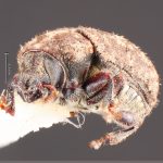 female | Image Author: TH Atkinson | Florida State Collection of Arthropods, Gainesville, Florida | Cordillera de Las Raices | Collection: Field Museum of Natural History