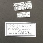 female | Image Author: TH Atkinson | Florida State Collection of Arthropods, Gainesville, Florida | Cordillera de Las Raices | Collection: Field Museum of Natural History