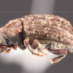 female | Image Author: TH Atkinson | Florida State Collection of Arthropods, Gainesville, Florida | Cordillera de Las Raices | Collection: Field Museum of Natural History