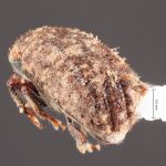 female | Image Author: TH Atkinson | Florida State Collection of Arthropods, Gainesville, Florida | Cordillera de Las Raices | Collection: Field Museum of Natural History