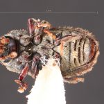 female | Image Author: TH Atkinson | Florida State Collection of Arthropods, Gainesville, Florida | Cordillera de Las Raices | Collection: Field Museum of Natural History
