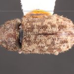 male | Image Author: TH Atkinson | Florida State Collection of Arthropods, Gainesville, Florida | Malalcahuello, 6.5 km E | Collection: Field Museum of Natural History