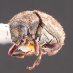 male | Image Author: TH Atkinson | Florida State Collection of Arthropods, Gainesville, Florida | Malalcahuello, 6.5 km E | Collection: Field Museum of Natural History
