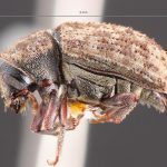 male | Image Author: TH Atkinson | Florida State Collection of Arthropods, Gainesville, Florida | Malalcahuello, 6.5 km E | Collection: Field Museum of Natural History