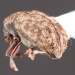 male | Image Author: TH Atkinson | Florida State Collection of Arthropods, Gainesville, Florida | Malalcahuello, 6.5 km E | Collection: Field Museum of Natural History