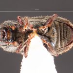 male | Image Author: TH Atkinson | Florida State Collection of Arthropods, Gainesville, Florida | Malalcahuello, 6.5 km E | Collection: Field Museum of Natural History