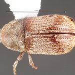 female | Image Author: TH Atkinson | Florida State Collection of Arthropods, Gainesville, Florida | Apurucana | Collection: Faculdade de Engenharia