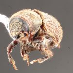female | Image Author: TH Atkinson | Florida State Collection of Arthropods, Gainesville, Florida | Apurucana | Collection: Faculdade de Engenharia