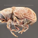 female | Image Author: TH Atkinson | Florida State Collection of Arthropods, Gainesville, Florida | Apurucana | Collection: Faculdade de Engenharia