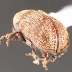 female | Image Author: TH Atkinson | Florida State Collection of Arthropods, Gainesville, Florida | Apurucana | Collection: Faculdade de Engenharia